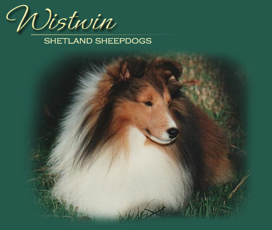 Wistwin Shetland Sheepdogs Website, North Carolina; pictured is Am/Can Ch. Wistwin Andante