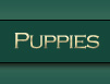 Litters, Puppies and Availability